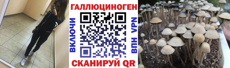 Псилоцибиновые грибы Psilocybe  дарнет шоп  Сенгилей 